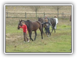 Wyprowadzanie koni na paddock